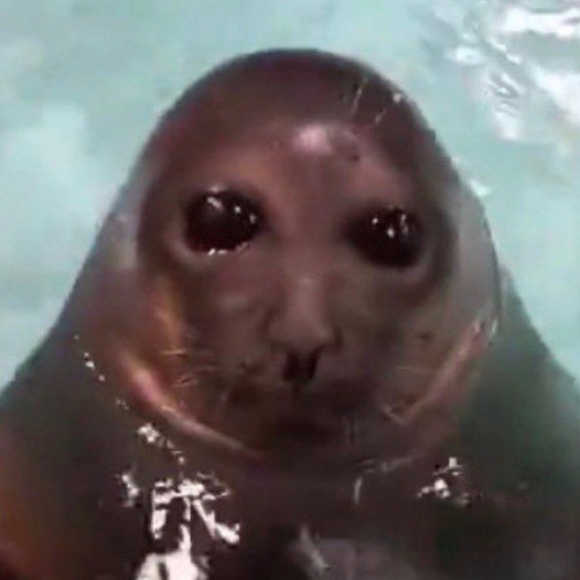 meet the posher - Picture 1 of 1